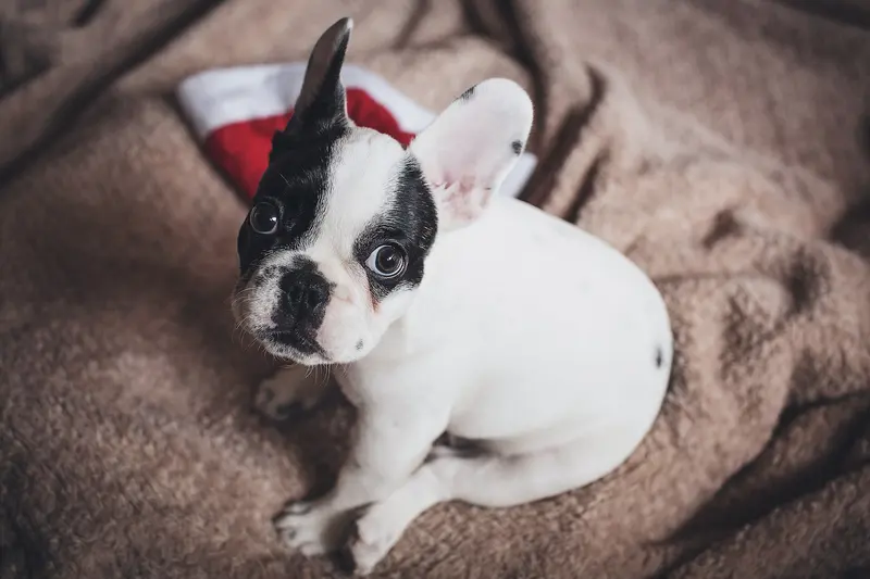 A black-and-white French bulldog puppy sitting on a blanket next to a Christmas stocking