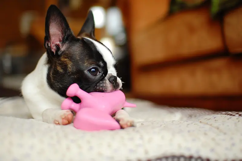A Boston terrier lying on a blanket chewing a pink toy